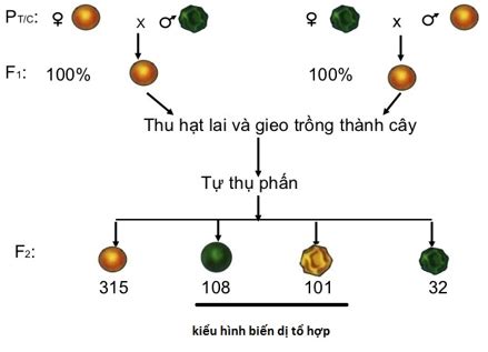 L Thuy T Sinh H C B I M I B I T P Lai Hai C P T Nh Tr Ng