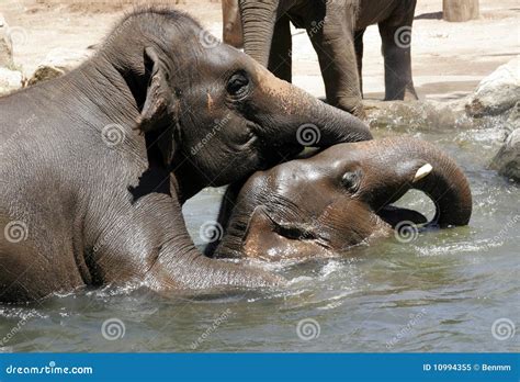 Elephants Mating Royalty-Free Stock Image | CartoonDealer.com #39671404