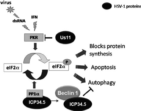 Schematic Representation Of Pkr Eif Pathway Dsrna Double Stranded