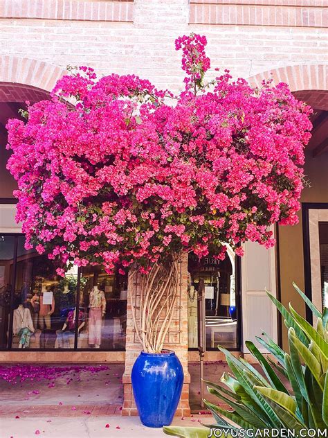 Bougainvillea Plant In Pots