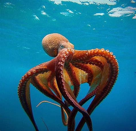 Download An Octopus Swimming In The Ocean