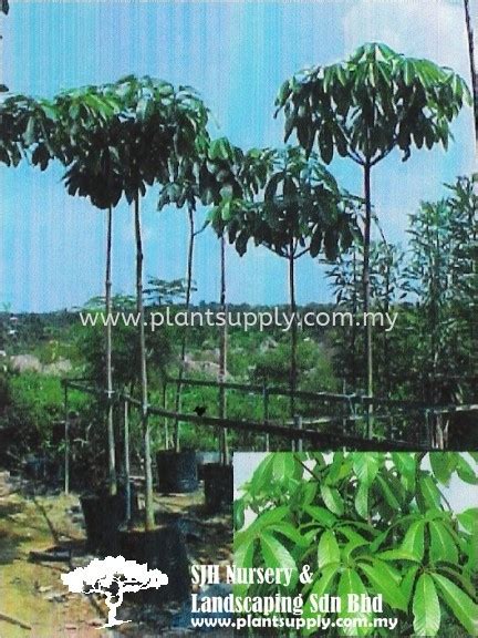 T010805 Dyera Costulata Jelutong Trees Malaysia Johor Muar Supplier