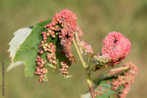 Gall Caused By Maple Bladder Gall Mite Or Vasates Quadripedes On Silver Maple Acer Saccharinum