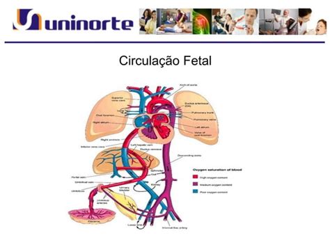 Embriologia Do Sistema Cardiocirculatorio Ppt