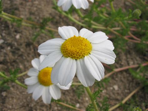 Especies del Ecuador Flora de la Región Sierra