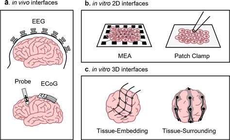 The Spatial Reach Of Neuronal Coherence And Spike-Field, 59% OFF