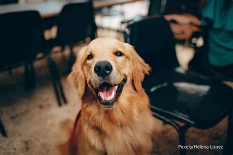 Bertubuh Besar Dan Aktif Ini Kepribadian Umum Anjing Ras Golden