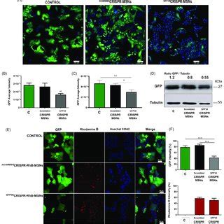 Dual Gene Editing And Cargo Delivery In The U Os Gfp Cells A