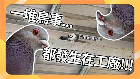 【鳥害問題】一推鳥事 都發生在工廠！！！ 台灣鳥害防治中心｜台灣蜘蛛人｜鳥害｜鳥糞清理｜防鳥網｜鳥刺｜鳥害防治專家 Youtube