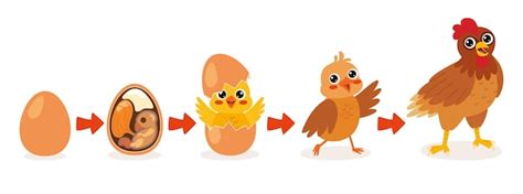 Ciclo De Vida De Un Pollo Vector Premium