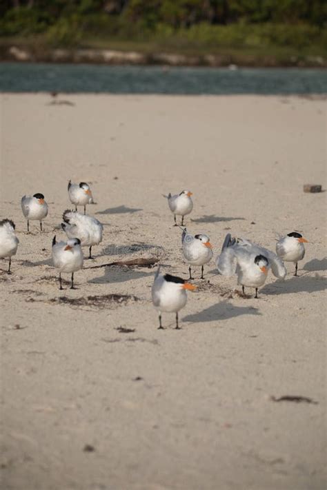 Royal Terns Standing And Sitting In A Colony On The Beach Stock Image