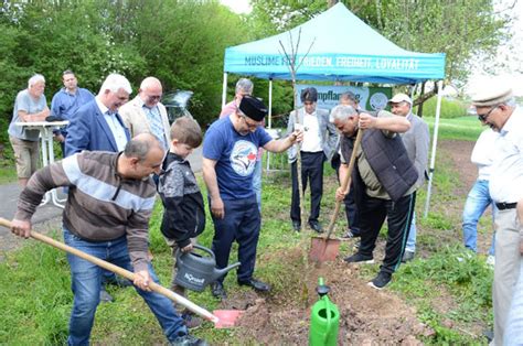 Baumpflanzaktion Neuer Zitronenapfel Im Grezzbachpark