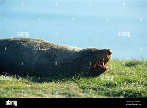 Seal Sea Lion Posing On A Rock At Katiki Point Lighthouse Moeraki