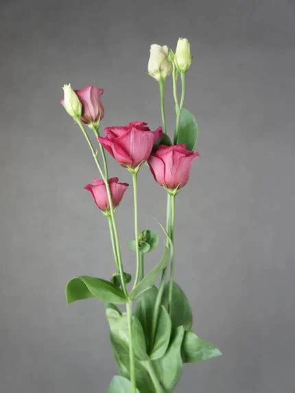 Купить Эустома Белая Экстра в Минске с доставкой на Kvetki Shop