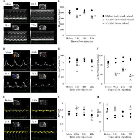 Results Of The Echocardiographic Examinations Download Scientific Diagram