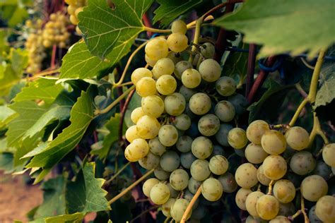 Green Grapes in Vine · Free Stock Photo