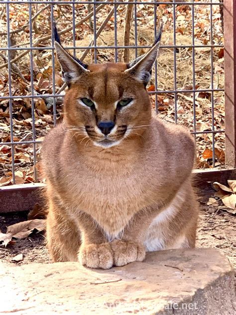 Caracals For Sale