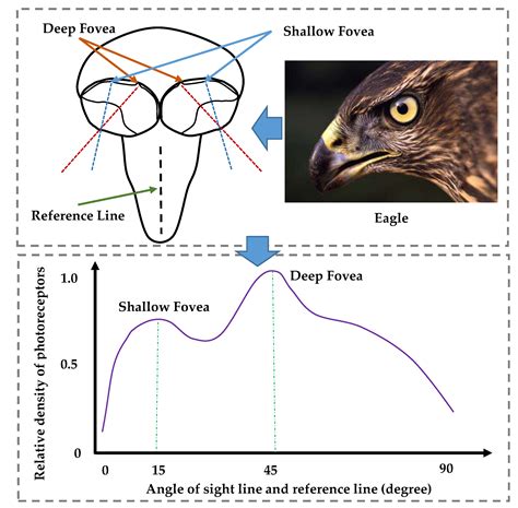 Remote Sensing Free Full Text Eagle Eye Inspired Attention For