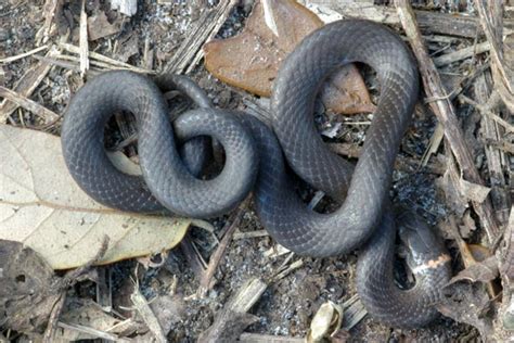 Wild Herps Ring Necked Snake Diadophis Punctatus