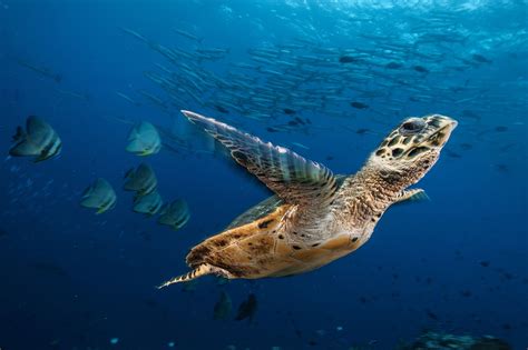 13 graceful pictures of rare sea turtles | National Geographic