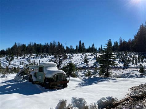 SNOWY PEAKS CHRISTMAS TREE FARM - PlacerGROWN