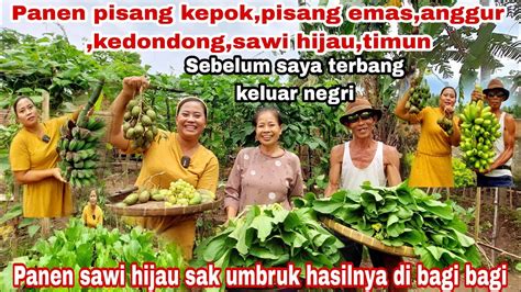 Panen Pisang Kepok Kuning Pisang Emas Anggur Kedondong Sawi Hijau