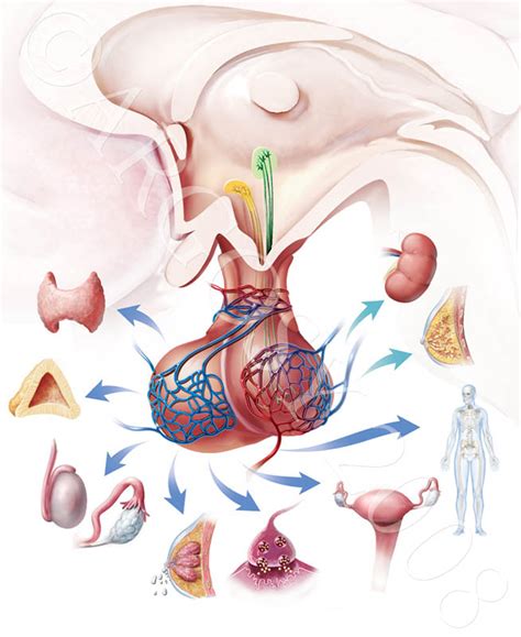 Qu Es Endocrinolog A Udeme