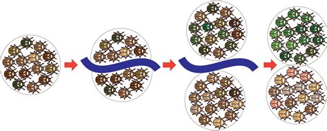 20 Mind-Blowing Facts About Allopatric Speciation - Facts.net