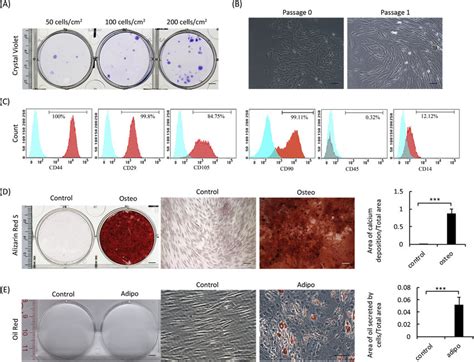 Isolation And Identification Of Human Tendon Derived Stemprogenitor