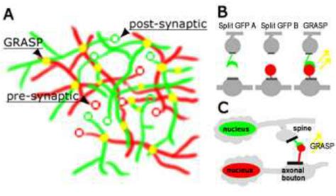 A Cartoon Schematic Of High Throughput Grasp Sampling Of Neural