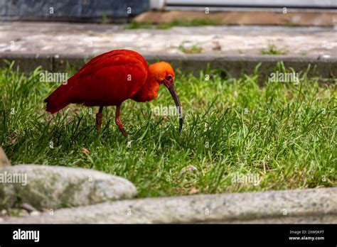 scarlet ibis bird eudocimus  res stock photography  images alamy