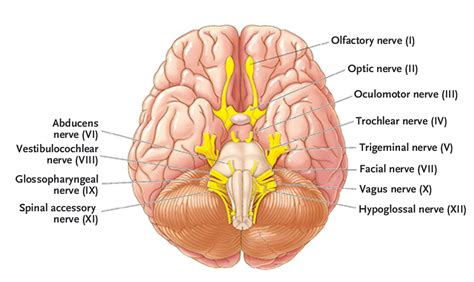 Clinical Examination Of The Cranial Nerves New England Journal Of