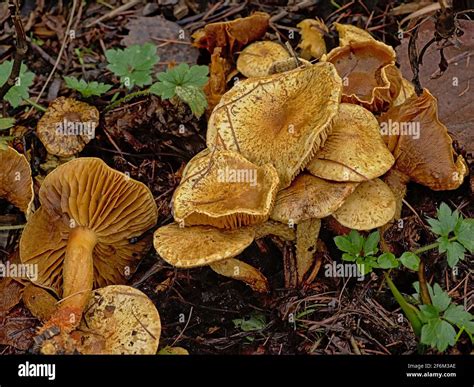 Old Decaying Chanterelle Mushrooms With Curve Caps On The Forest Floor