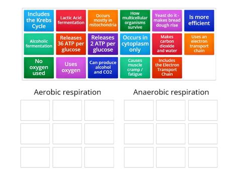 Practice Aerobic Vs Anaerobic Respiration Ordenar Por Grupo