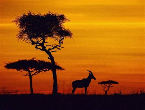 Everything You Need To Know On Your First Safari To Africa With Origins