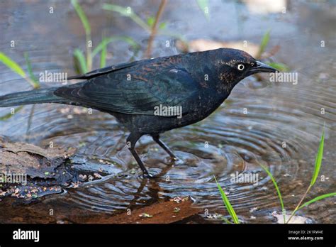 Rusty blackbird during autumn migration Stock Photo - Alamy