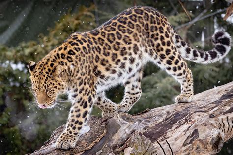 Amur Leopard Zoo De Granby