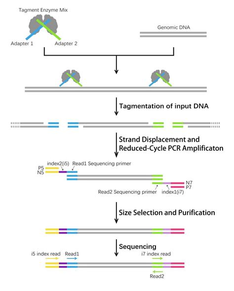 Tn Dna Library Prep Kit For Illumina For Ng Dna