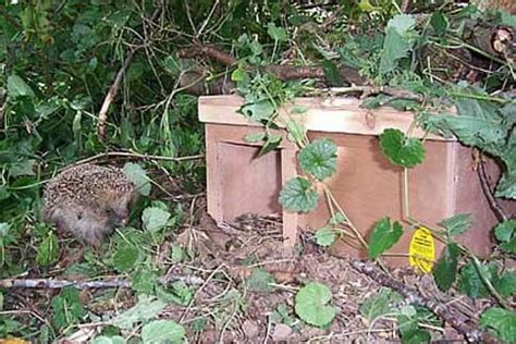 Hedgehog Nest Box | NHBS Practical Conservation Equipment