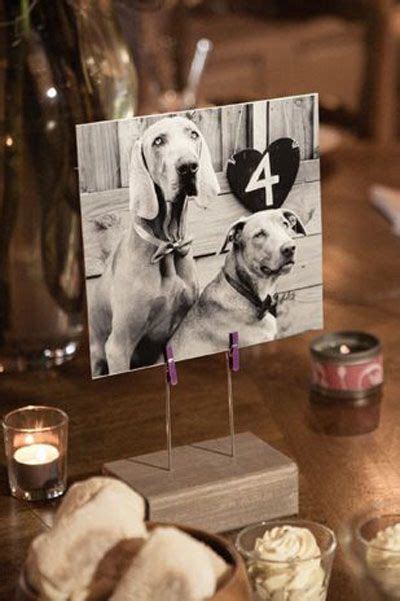 Pawsitively Awesome Dog Wedding Ideas For Dog Lovers Dog Wedding