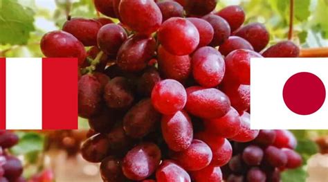 Uva Peruana Se Luce En Mercado De Jap N Uvas Argentinas