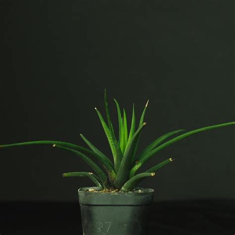 Haworthia Longiana Gamtoos River Valley India S 1 Online Garden