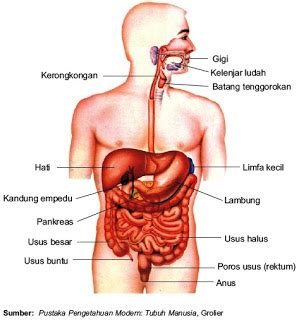 Sistem organ tubuh manusia dan fungsinya – Artofit