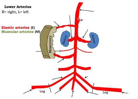 Testicular Artery Aorta