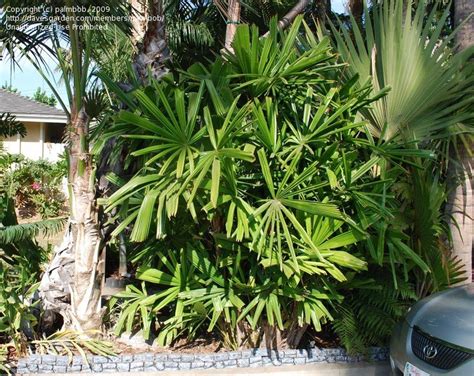 Plantfiles Pictures Licuala Species Mangrove Fan Palm Spiny Licuala