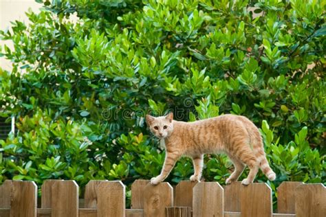 Cat Walking On Fence Stock Image Image Of Shoulder Looking