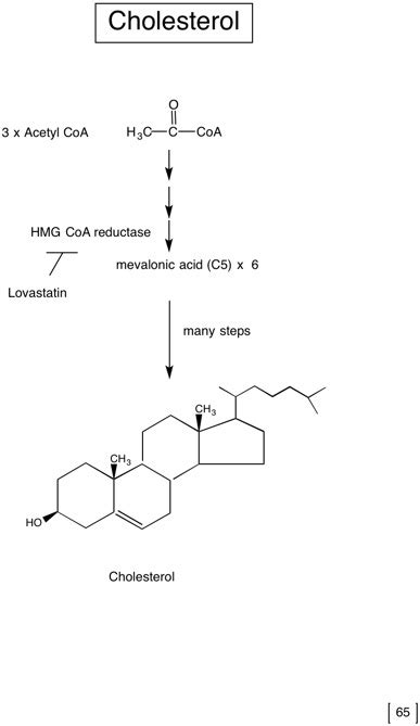 9 Fatty Acid And Acyl Lipid Synthesis And Glyoxylate Cycle Biology