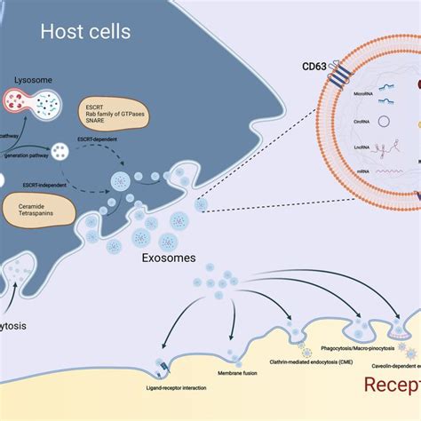 Biogenesis Secretion And Internalization Of Exosomes The Formation Download Scientific