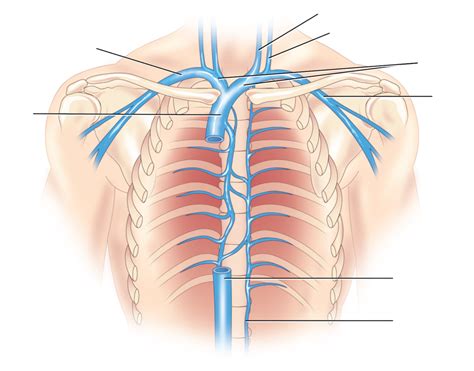 Veins Of The Thorax Diagram Quizlet