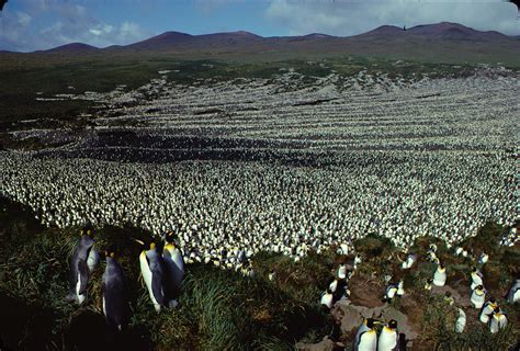 Largest king penguin colony has shrunk nearly 90 percent